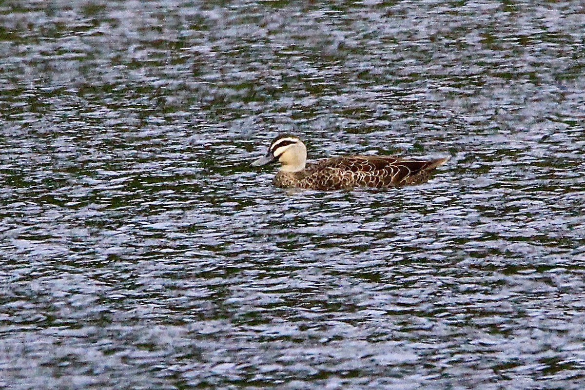 Canard à sourcils - ML549621301