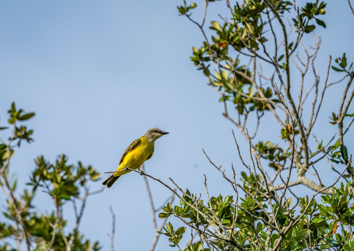 Couch's Kingbird - Betsy Miller