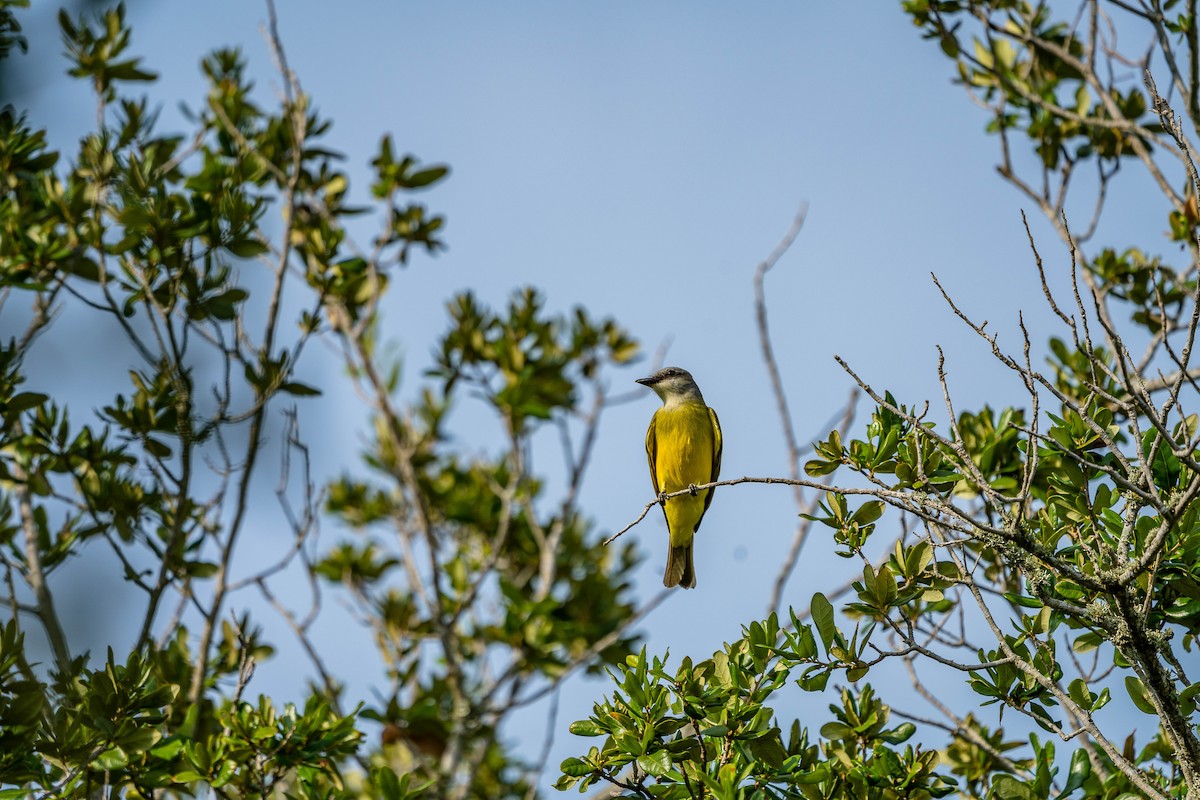 Couch's Kingbird - Betsy Miller