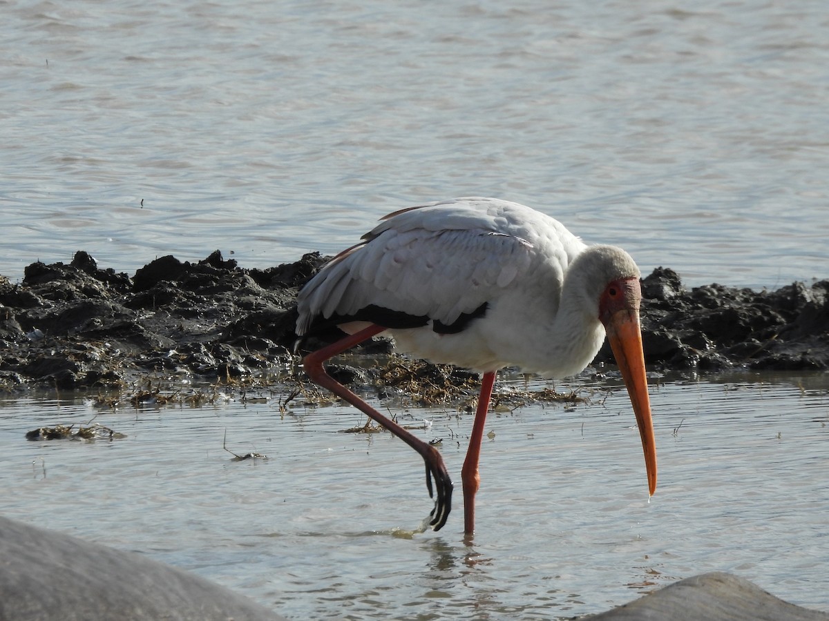 Yellow-billed Stork - Ameeta Cordell