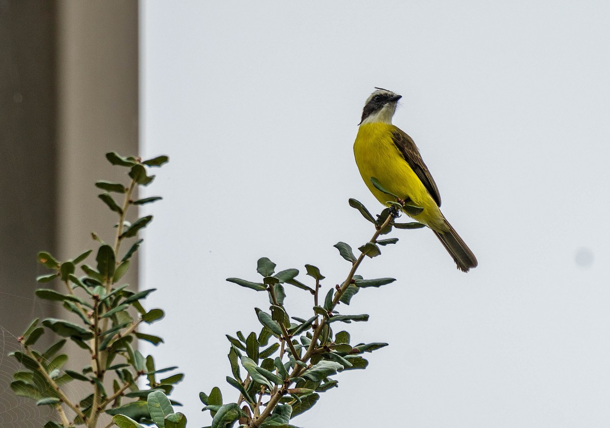 Social Flycatcher - Betsy Miller