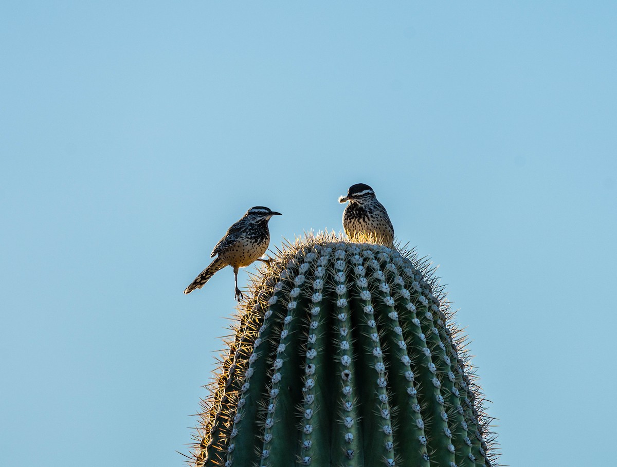 Cactus Wren - Betsy Miller