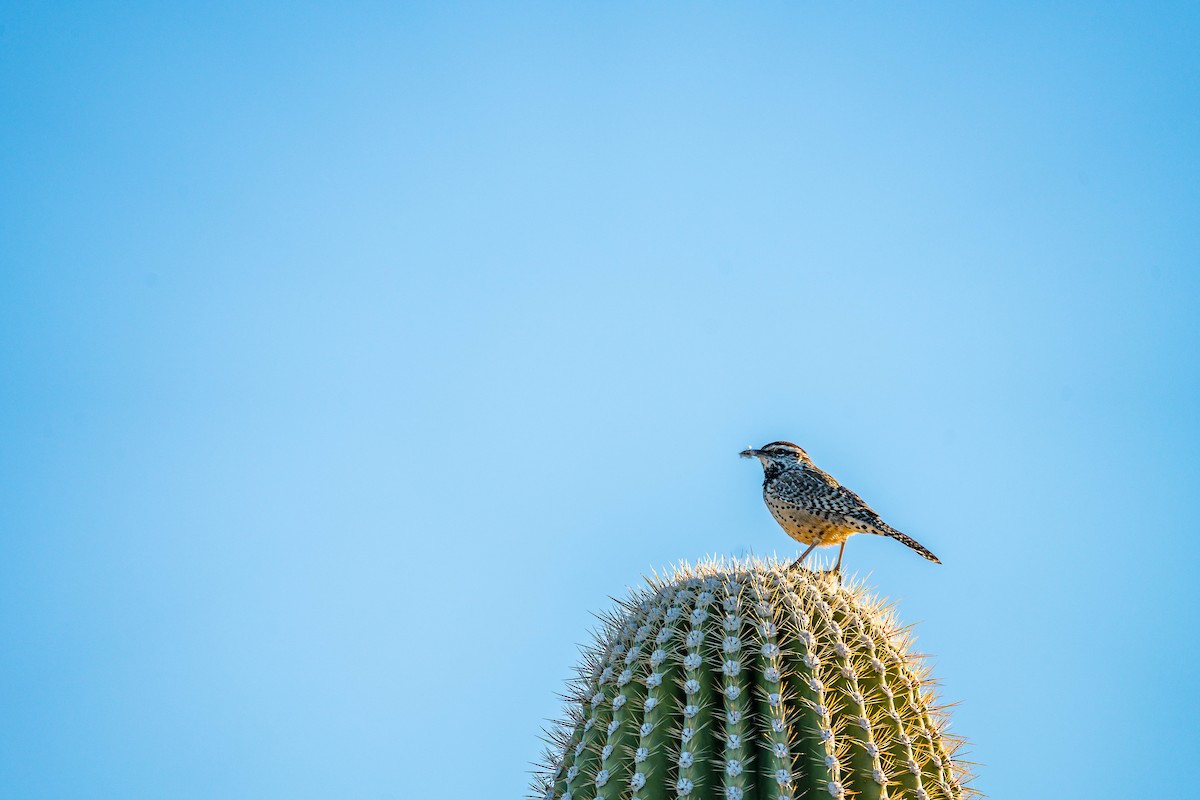 Cactus Wren - Betsy Miller