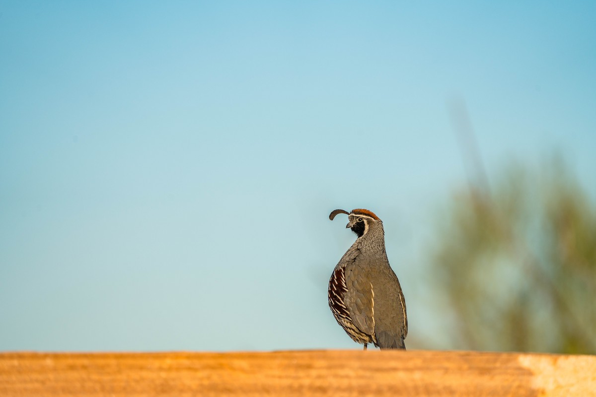 Gambel's Quail - Betsy Miller