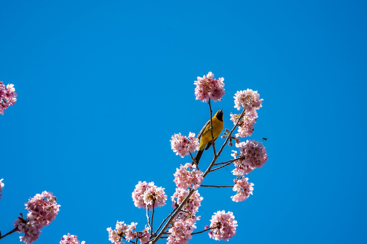 Hooded Oriole - Betsy Miller