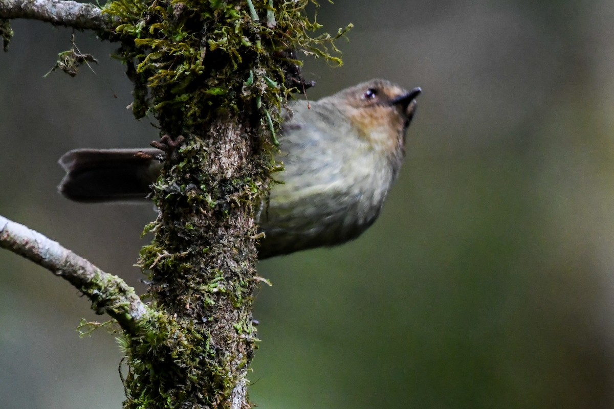 Papuan Scrubwren - Alison Bentley