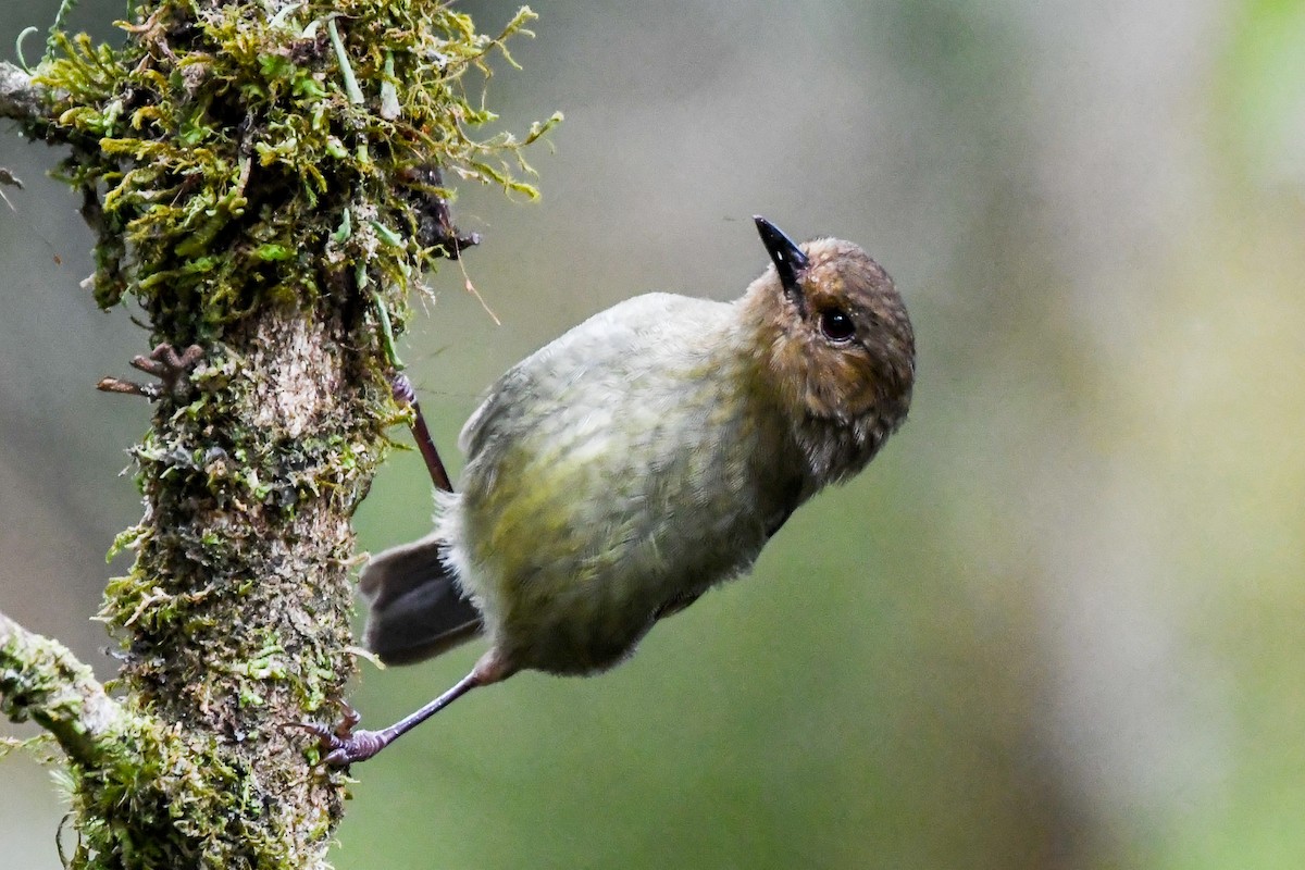 Papuan Scrubwren - Alison Bentley