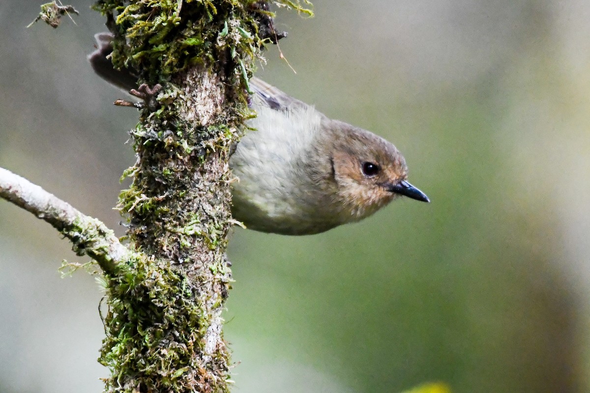 Papuan Scrubwren - ML549623441