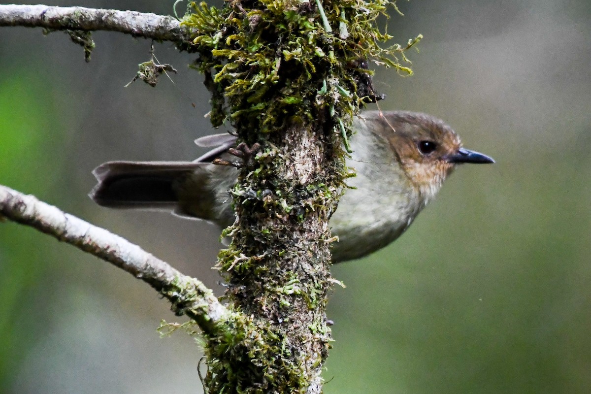 Papuan Scrubwren - Alison Bentley