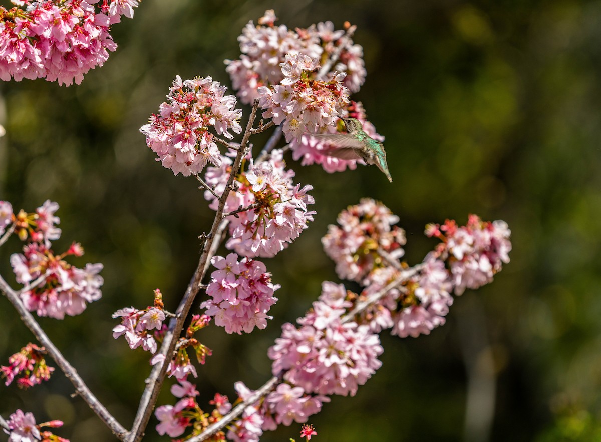 Anna's Hummingbird - ML549623651