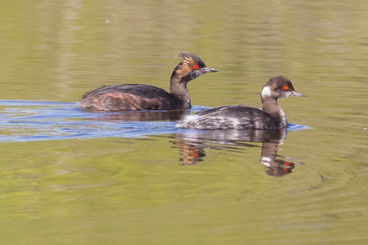 Eared Grebe - Gerry and Linda Baade