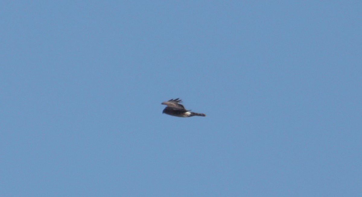 Northern Harrier - ML549625381