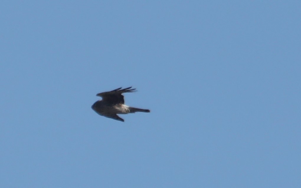 Northern Harrier - ML549625391