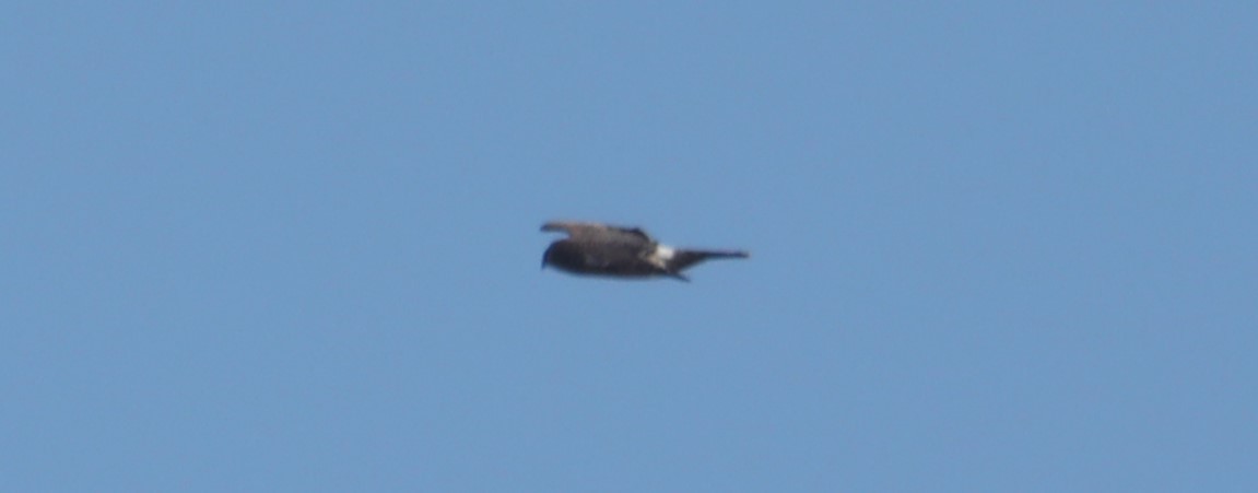 Northern Harrier - ML549625401