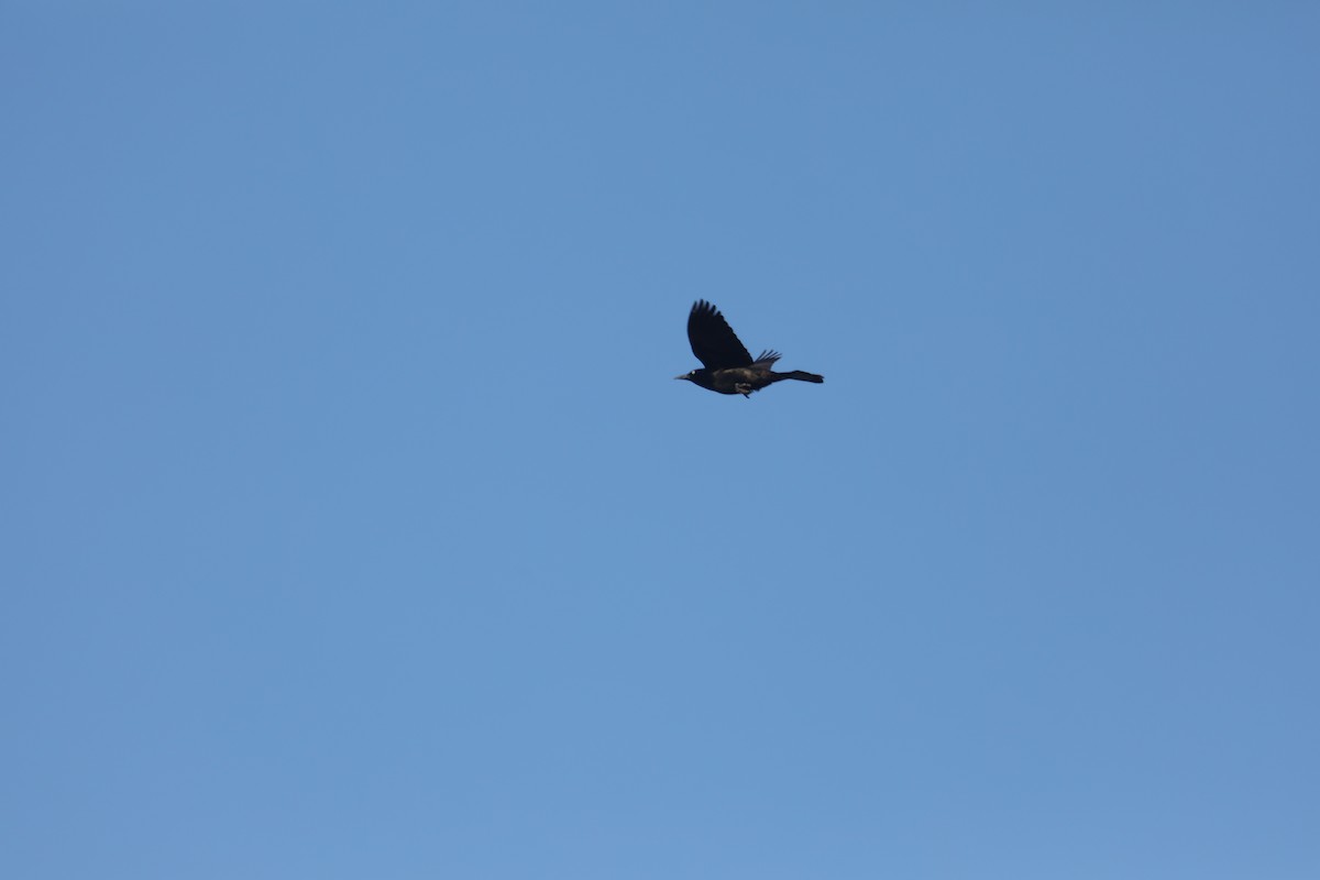 Northern Harrier - ML549625421