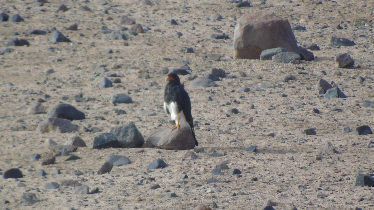 Mountain Caracara - ML549625591