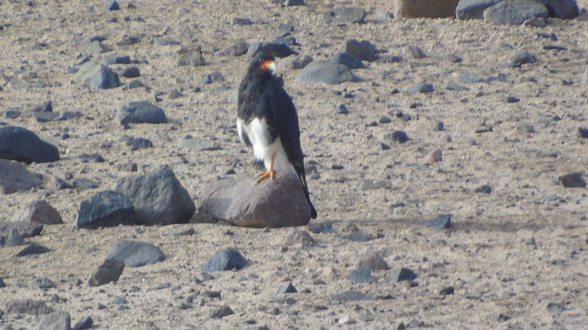 Mountain Caracara - ML549625601