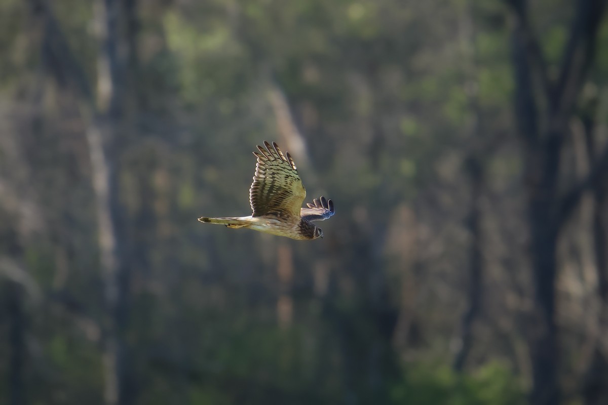 Northern Harrier - Jake Hillygus