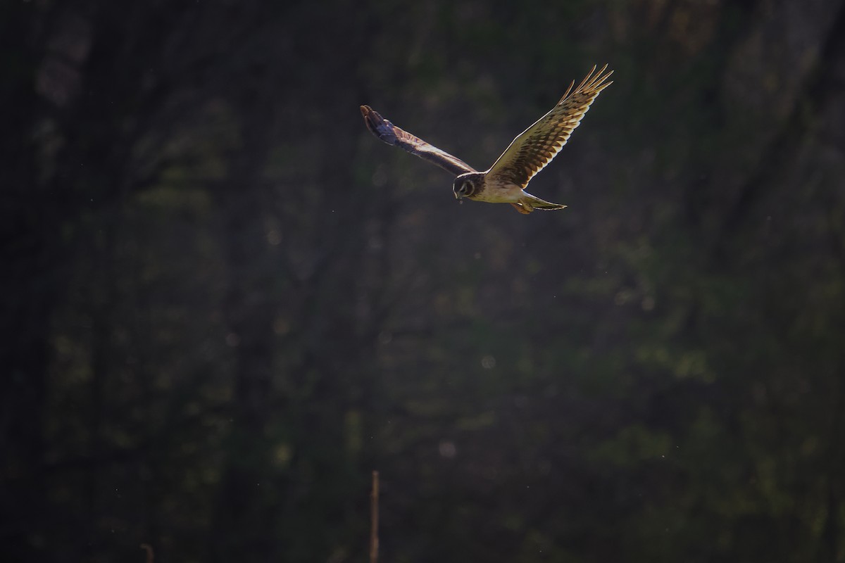 moták severoamerický - ML549626901