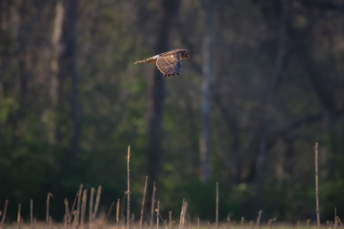 Northern Harrier - ML549626911