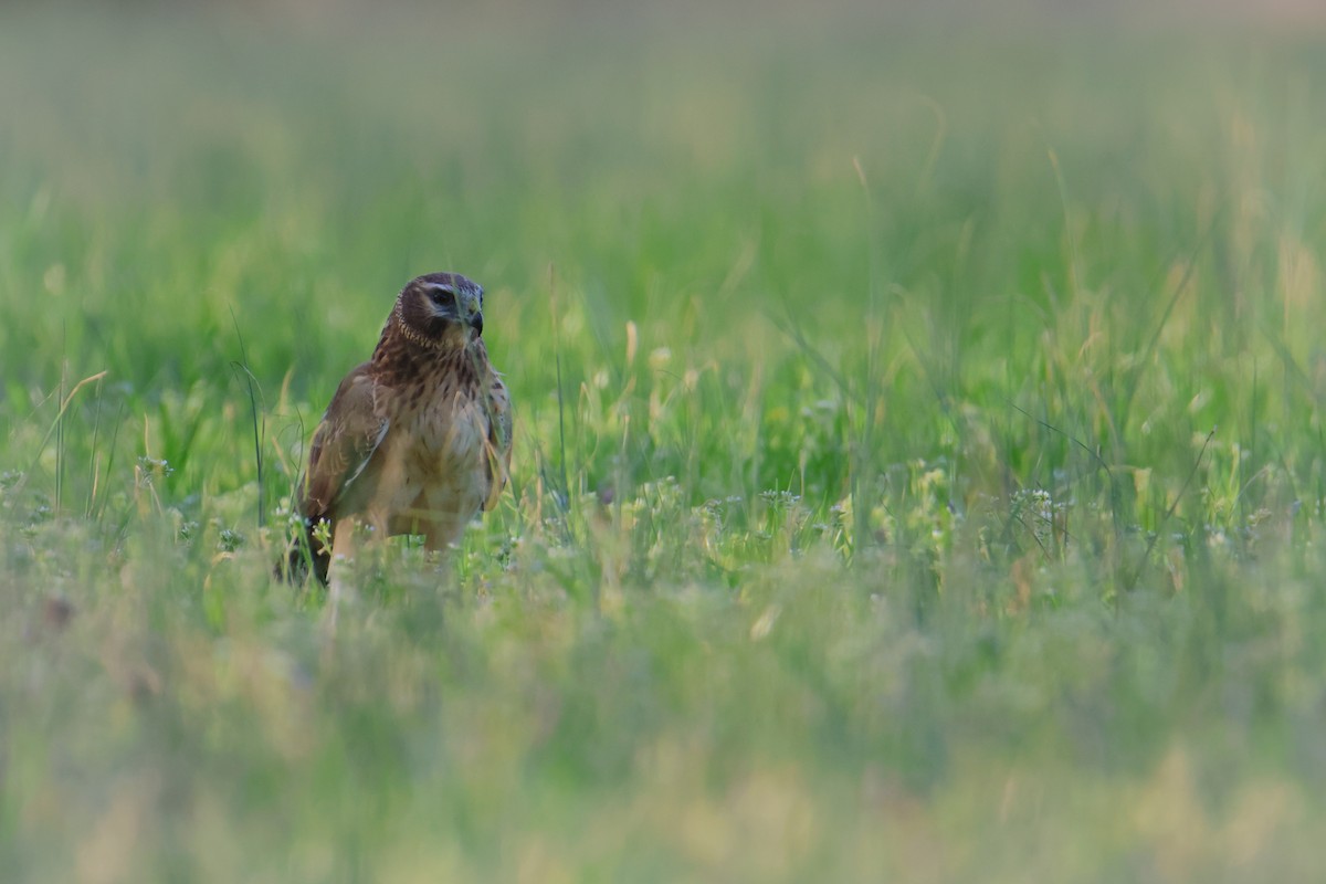 Northern Harrier - ML549626921