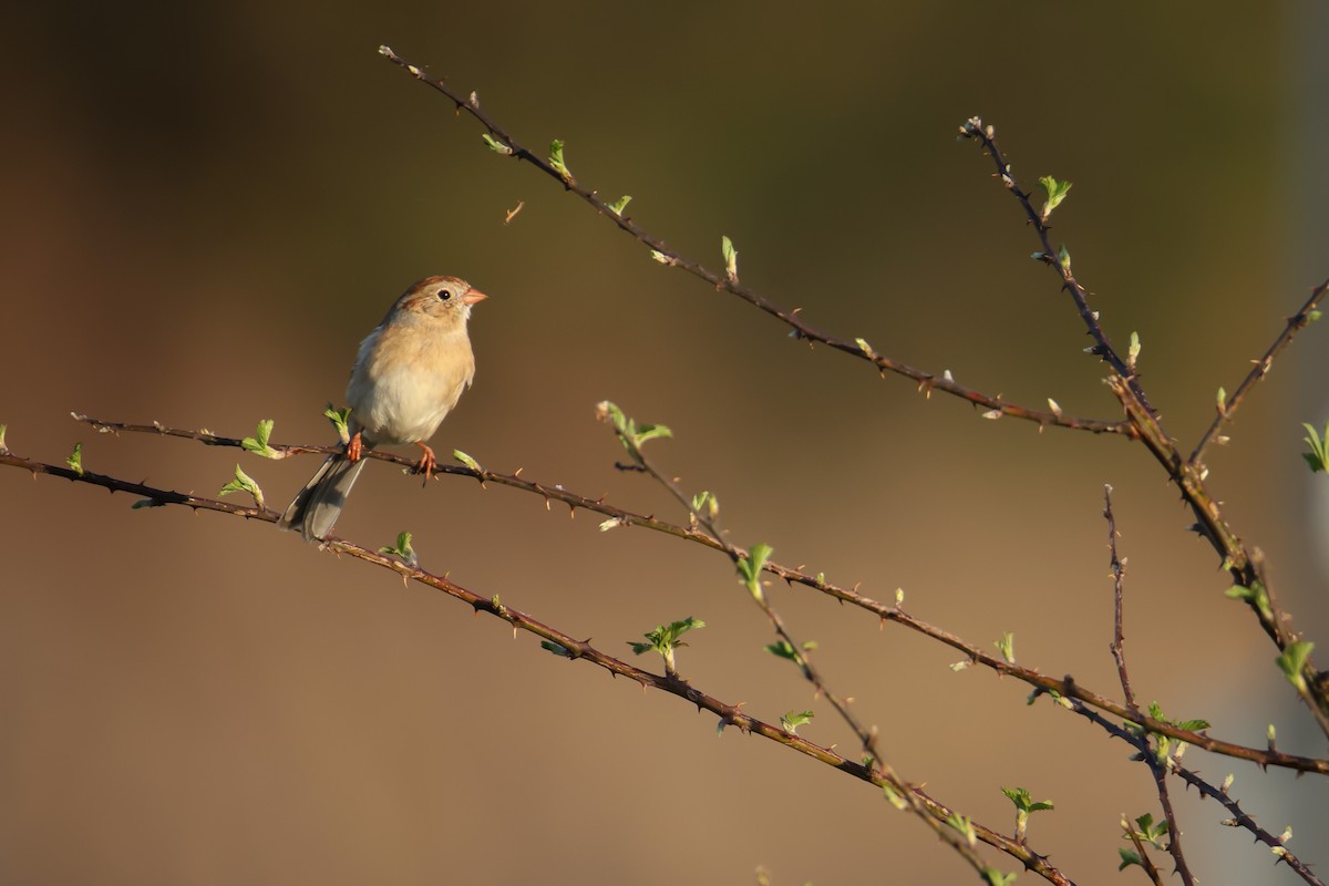 Field Sparrow - ML549627051