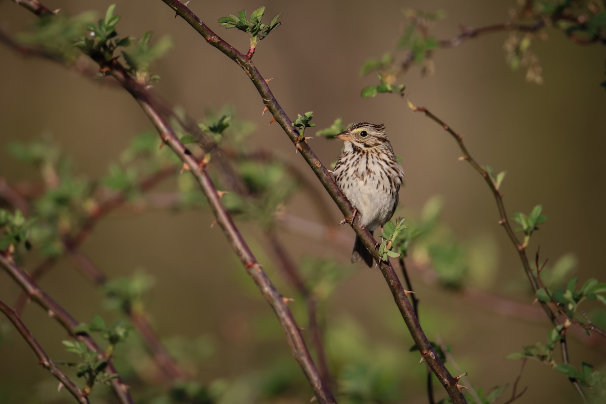 Savannah Sparrow - Jake Hillygus