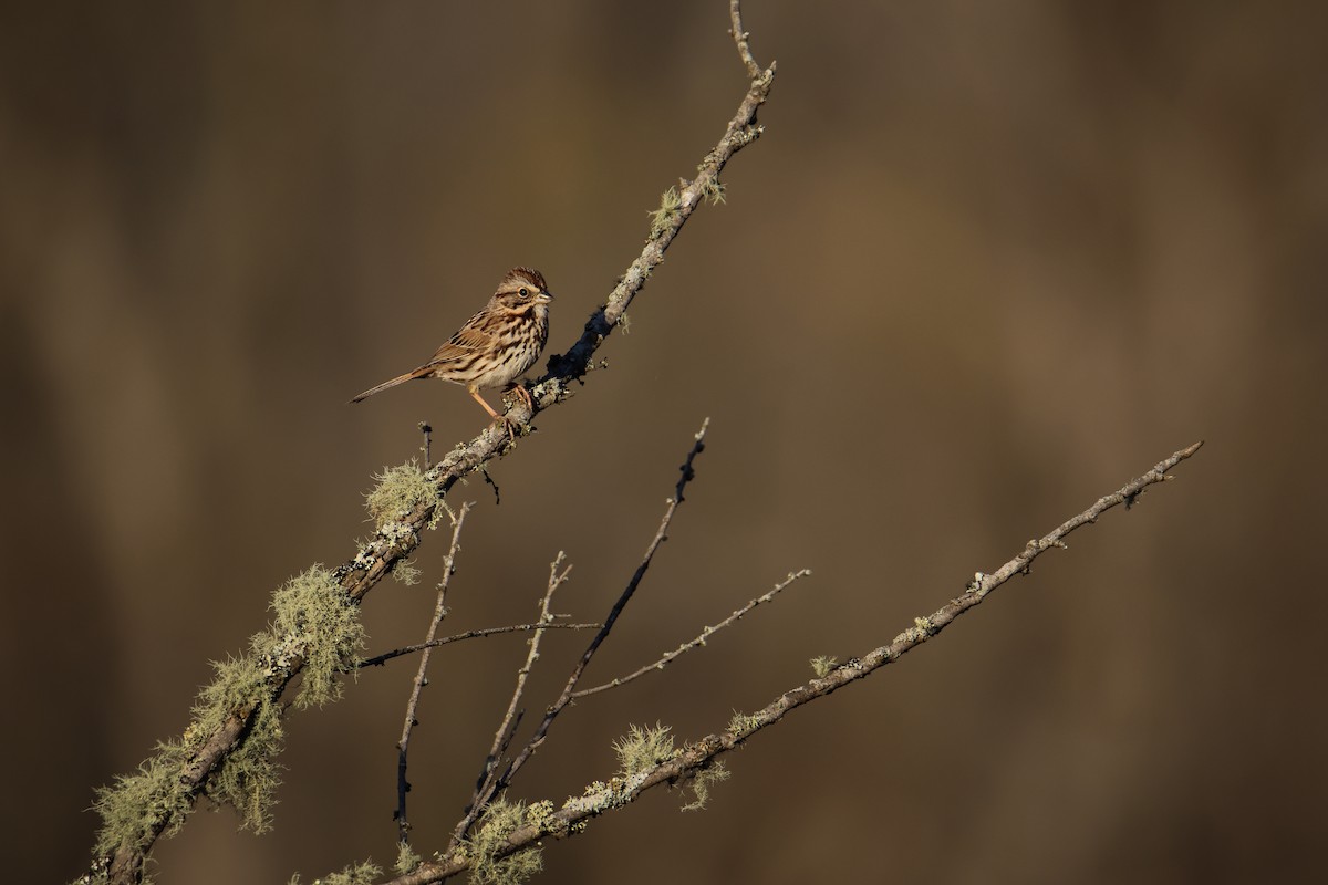 Song Sparrow - ML549627171