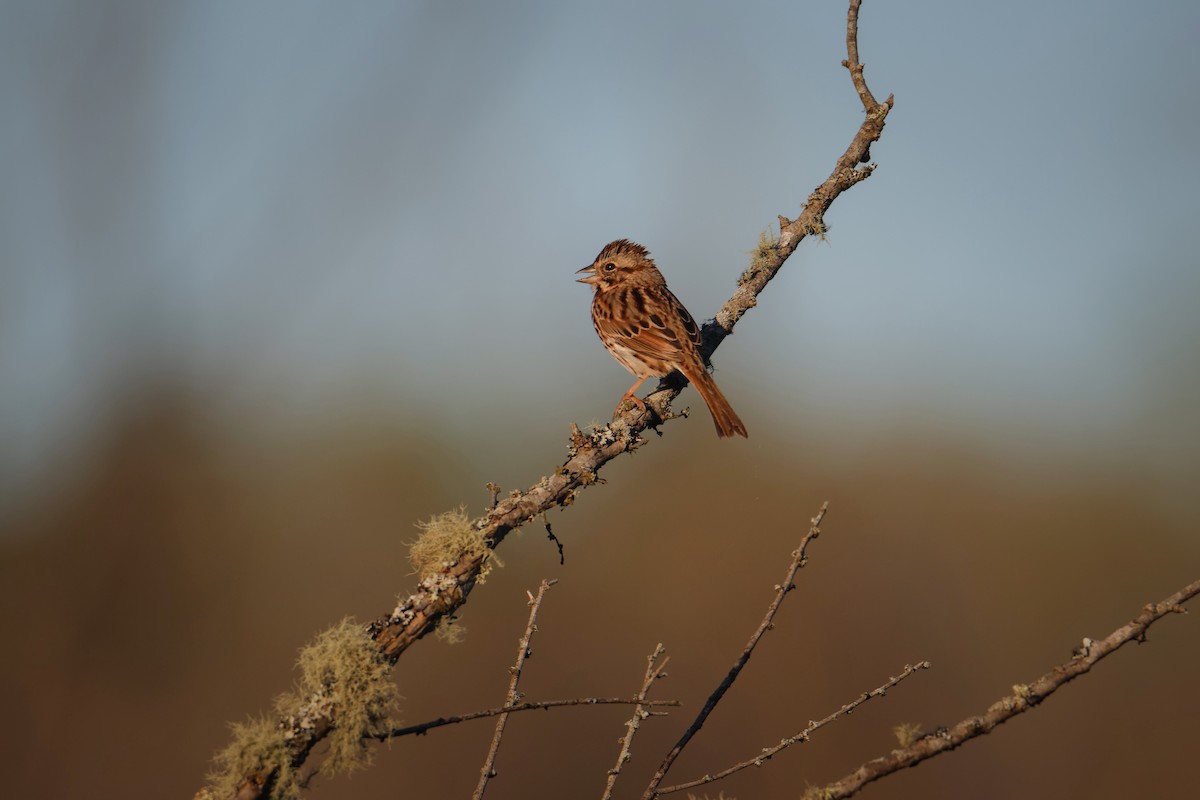 Song Sparrow - ML549627181