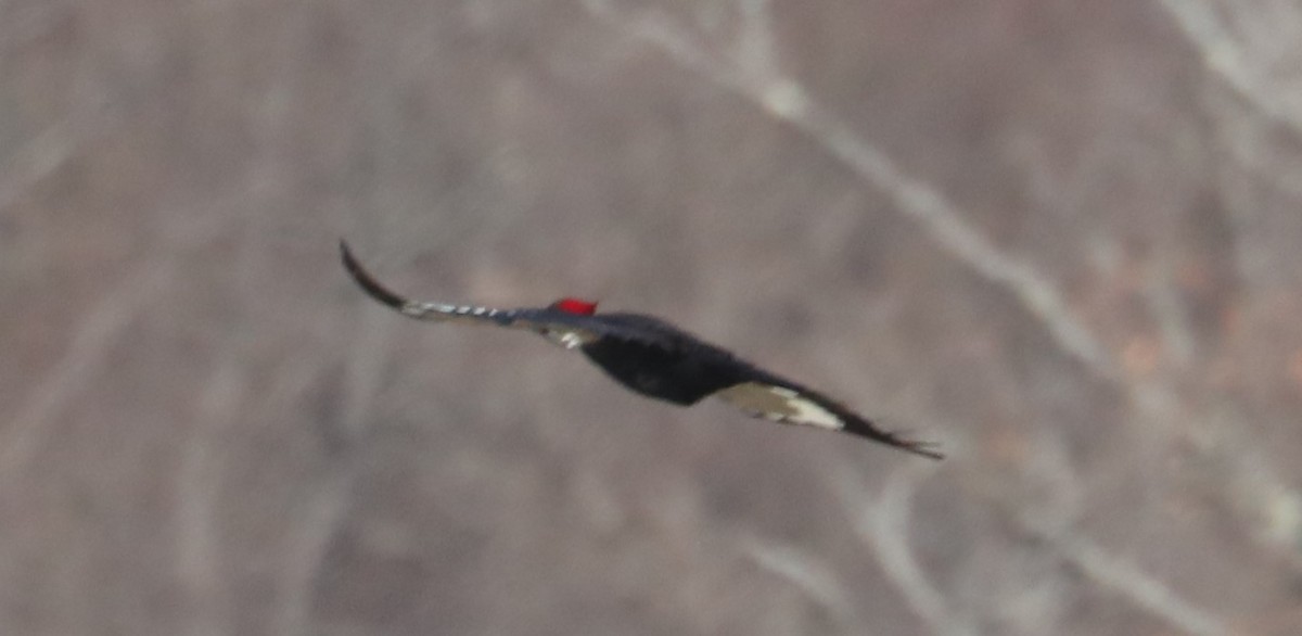Pileated Woodpecker - ML549627461