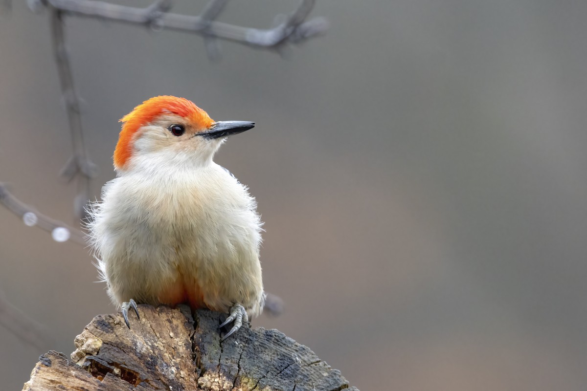 Red-bellied Woodpecker - ML549628521