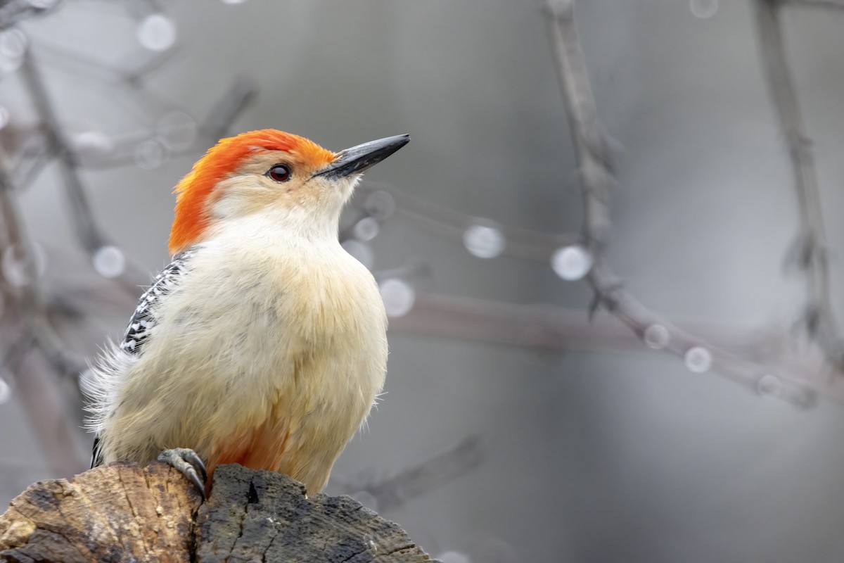 Red-bellied Woodpecker - ML549628531