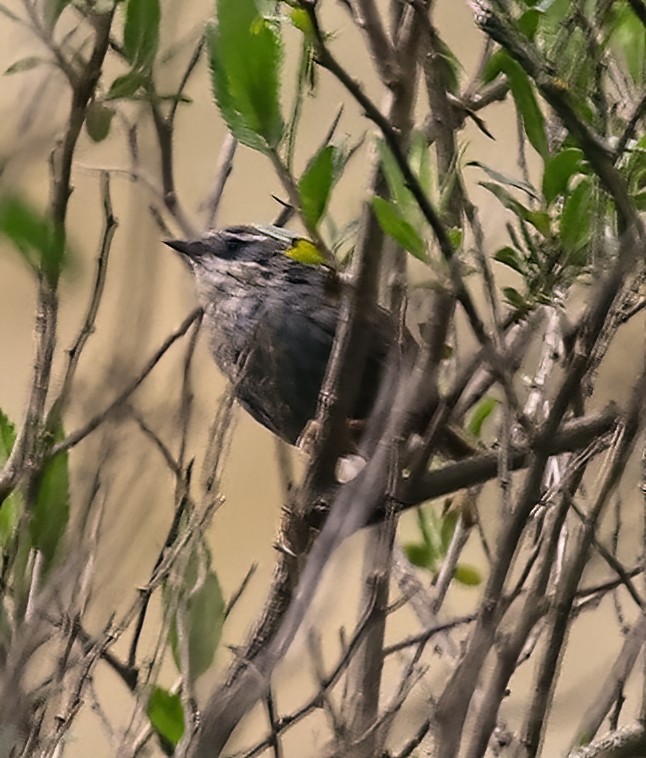 Zimmer's Tapaculo - ML549630061