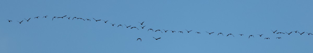 White-faced Ibis - ML549630261