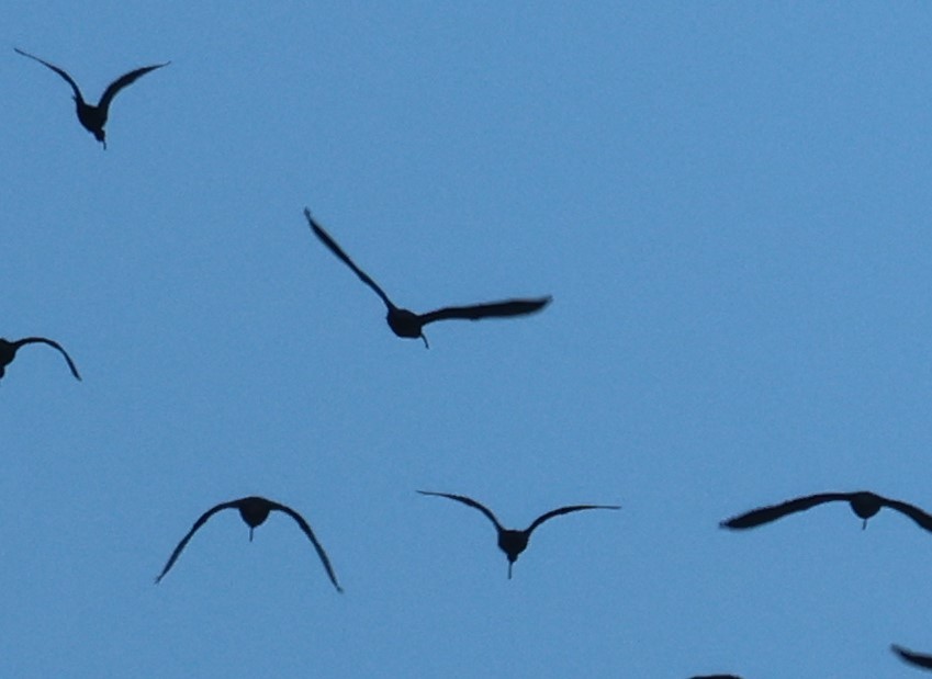ibis americký - ML549630321