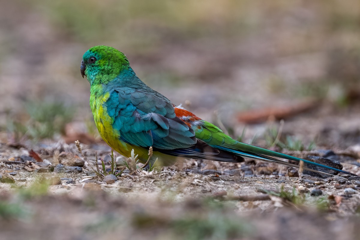 Red-rumped Parrot - ML549630491
