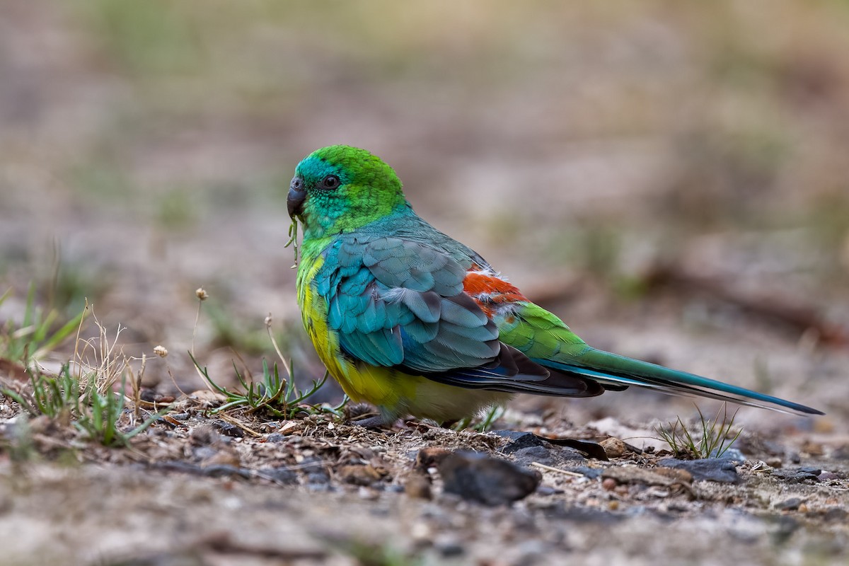 Red-rumped Parrot - ML549630501