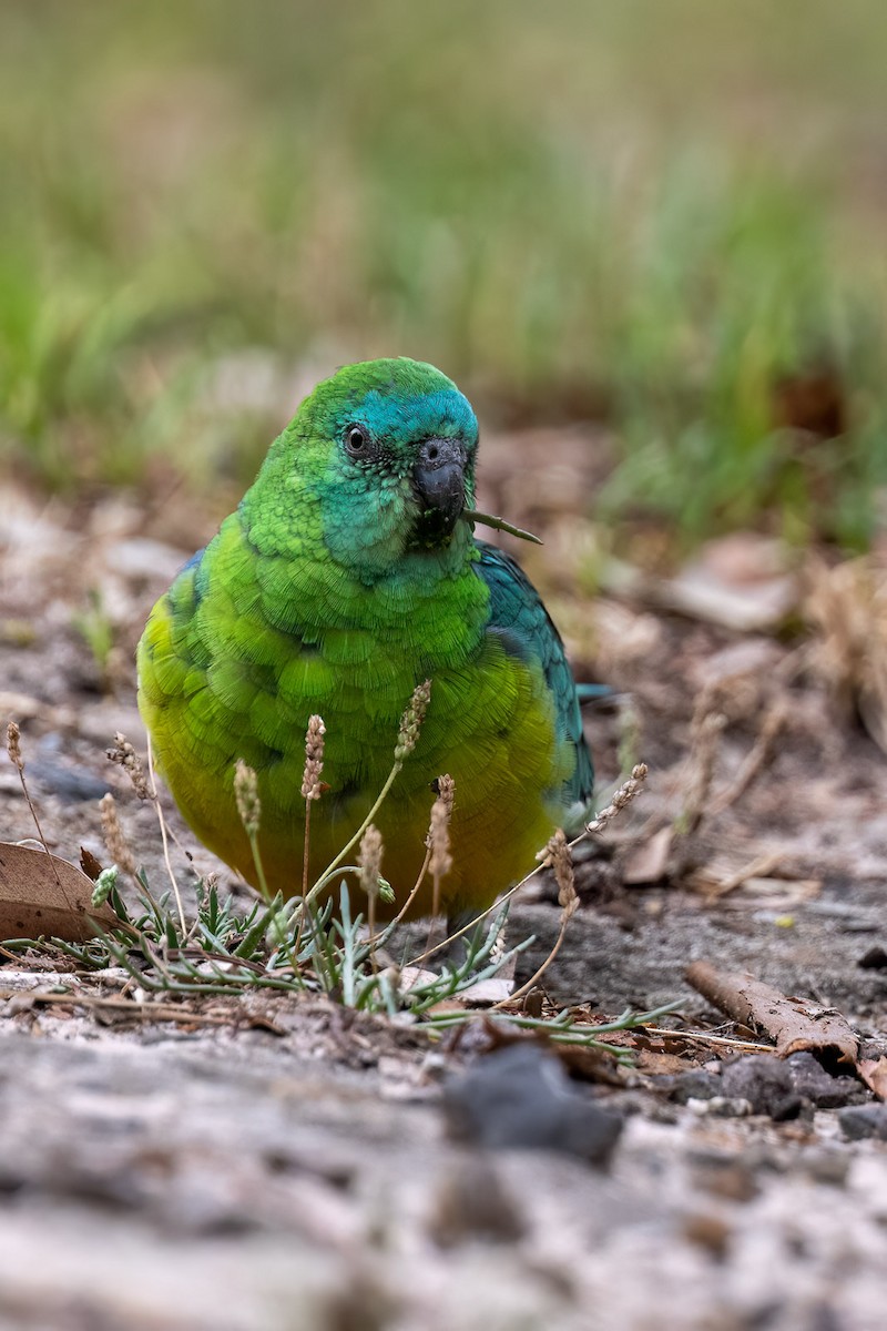 Red-rumped Parrot - ML549630511