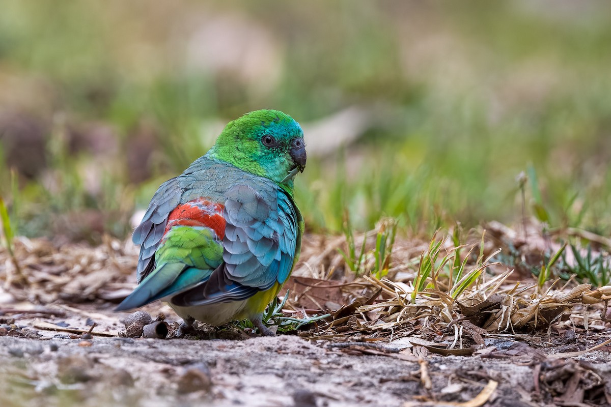 Red-rumped Parrot - ML549630521