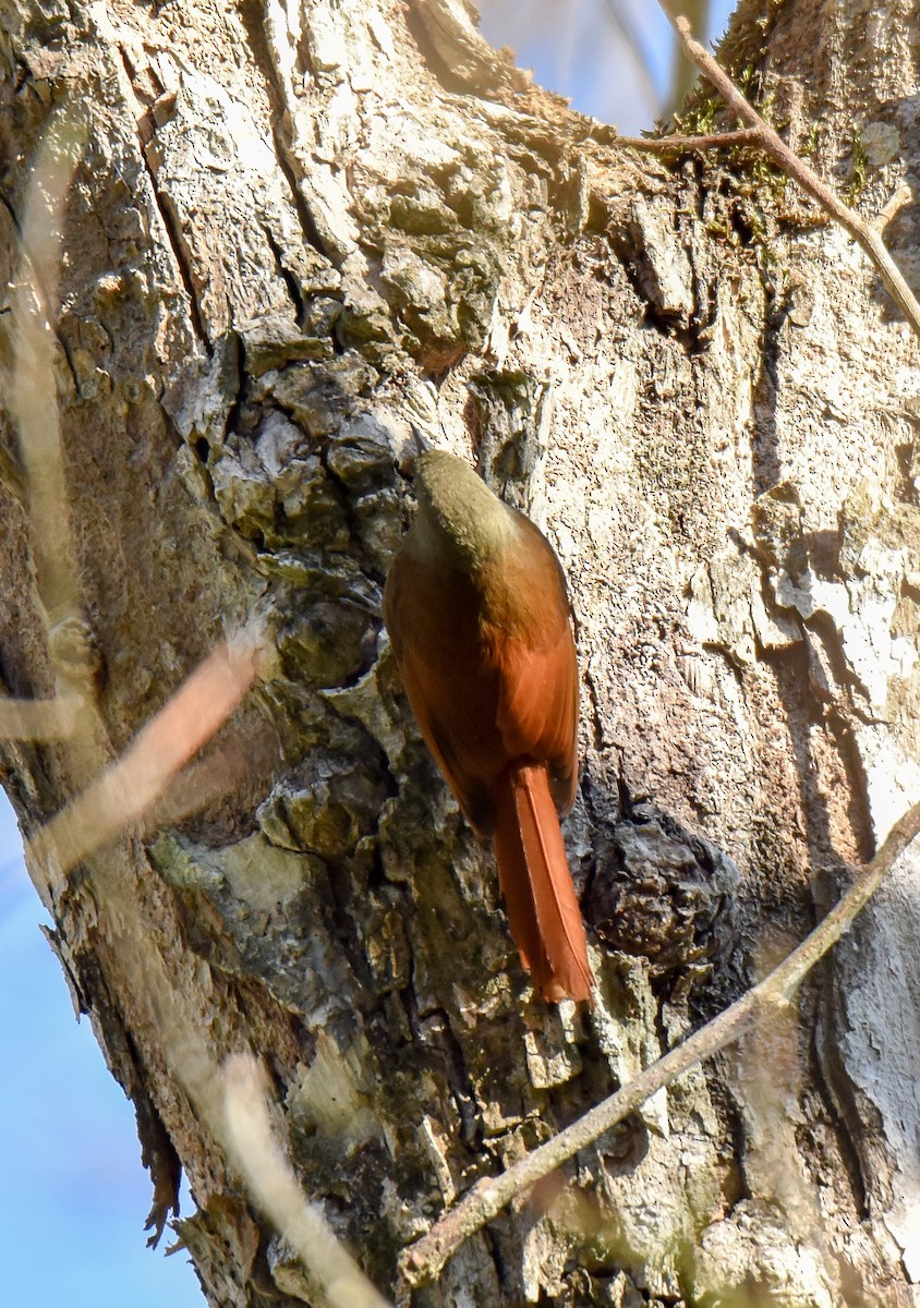 Olivaceous Woodcreeper - Celeste Morien