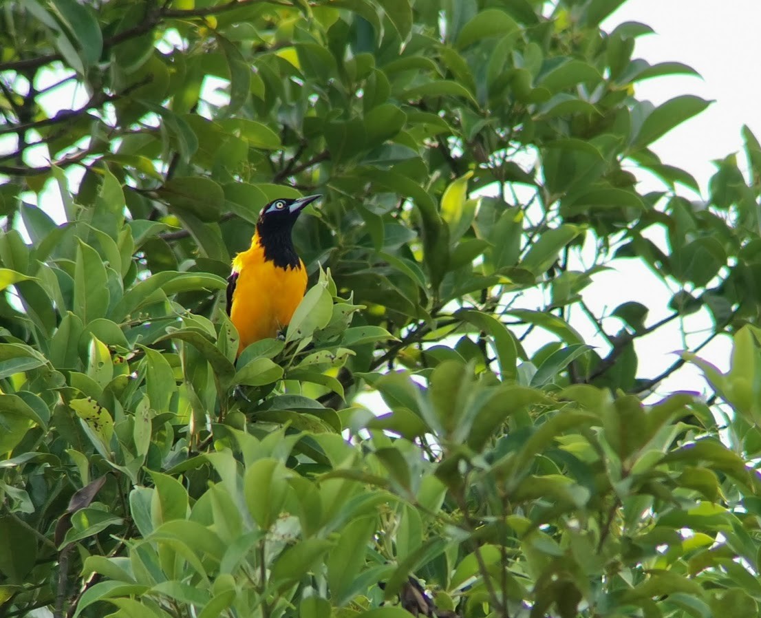 Venezuelan Troupial - ML549631171