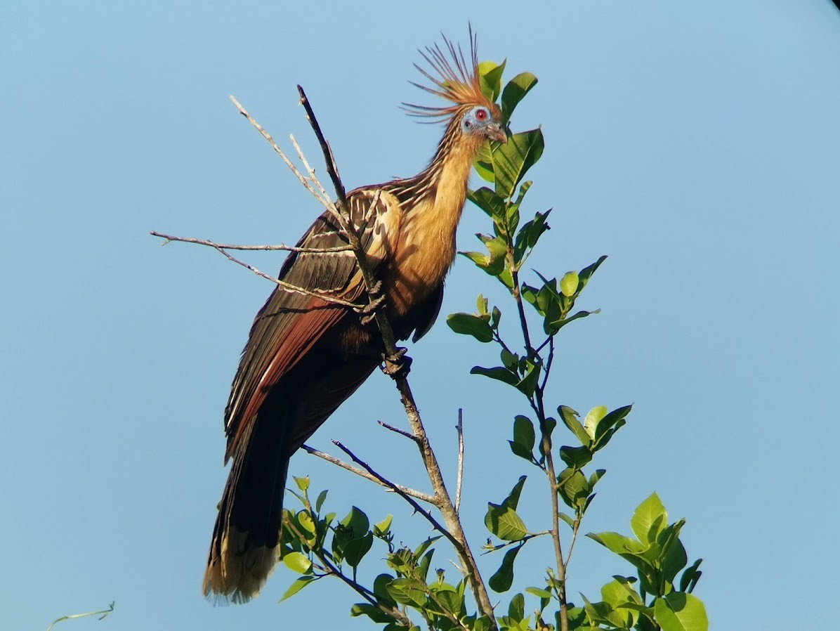 Hoatzin - ML549631931