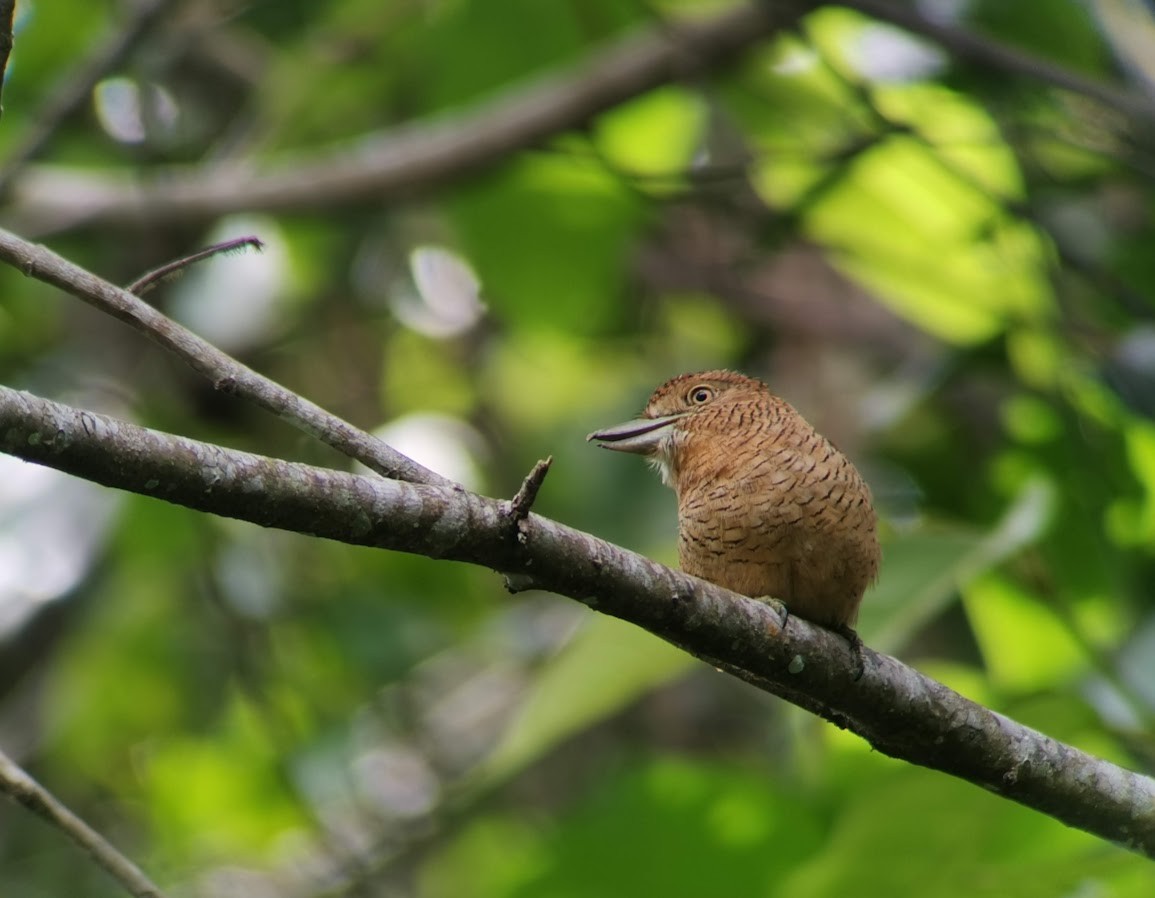 Barred Puffbird - ML549632641