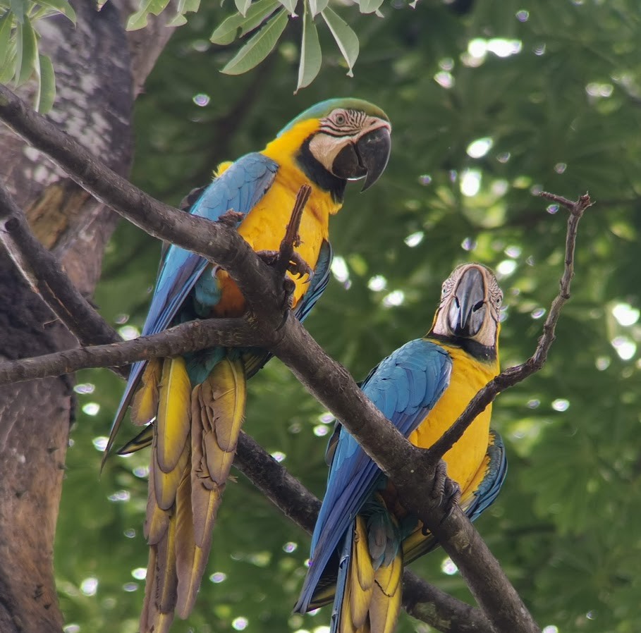 Blue-and-yellow Macaw - ML549633221