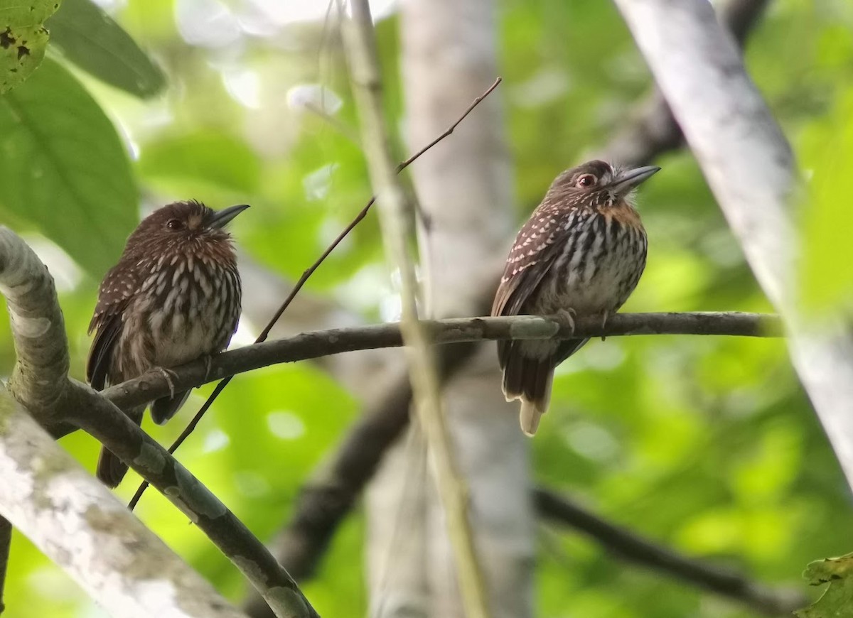 White-whiskered Puffbird - ML549633981