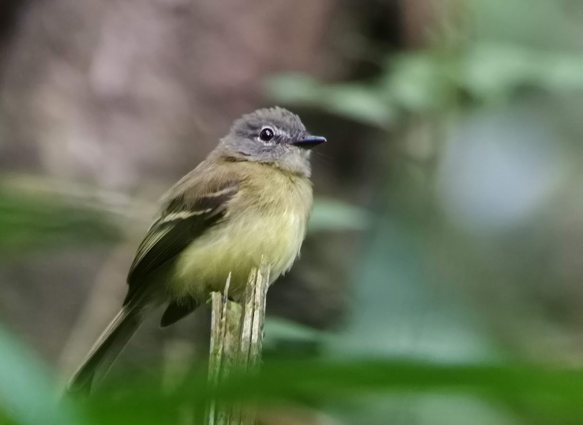 Black-billed Flycatcher - Johnnier Arango 🇨🇴 theandeanbirder.com