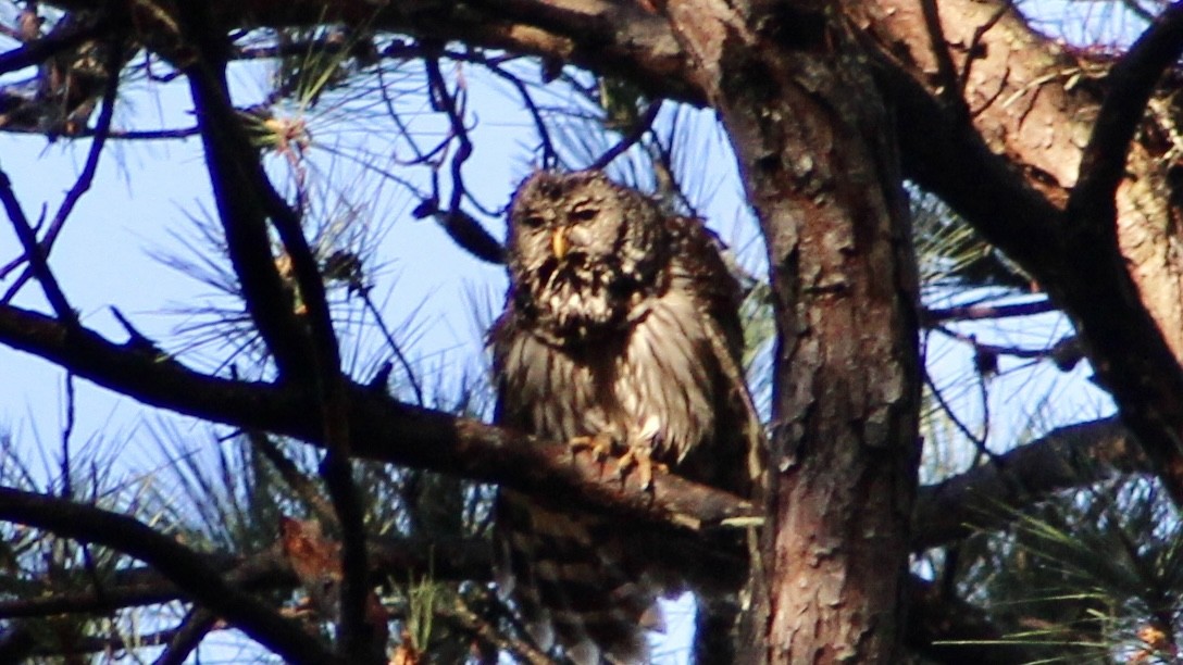 Barred Owl - ML549634131