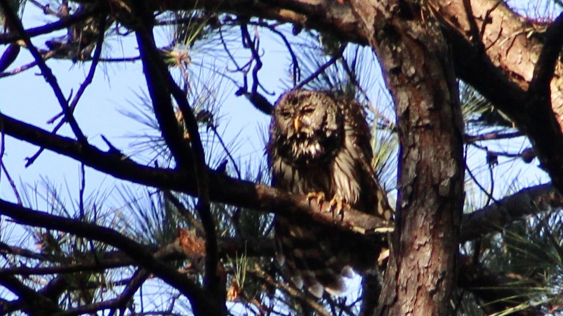 Barred Owl - ML549634141