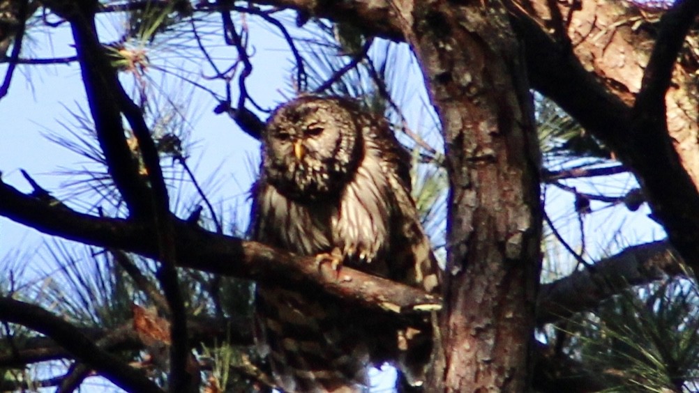 Barred Owl - ML549634161