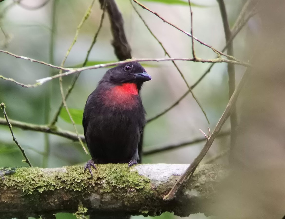 Sooty Ant-Tanager - ML549634371